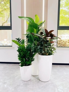 专业盆景出租，宁波海曙打造独特景观