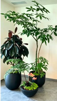 杭州湾室内绿植出租怎么修复？常见问题解决